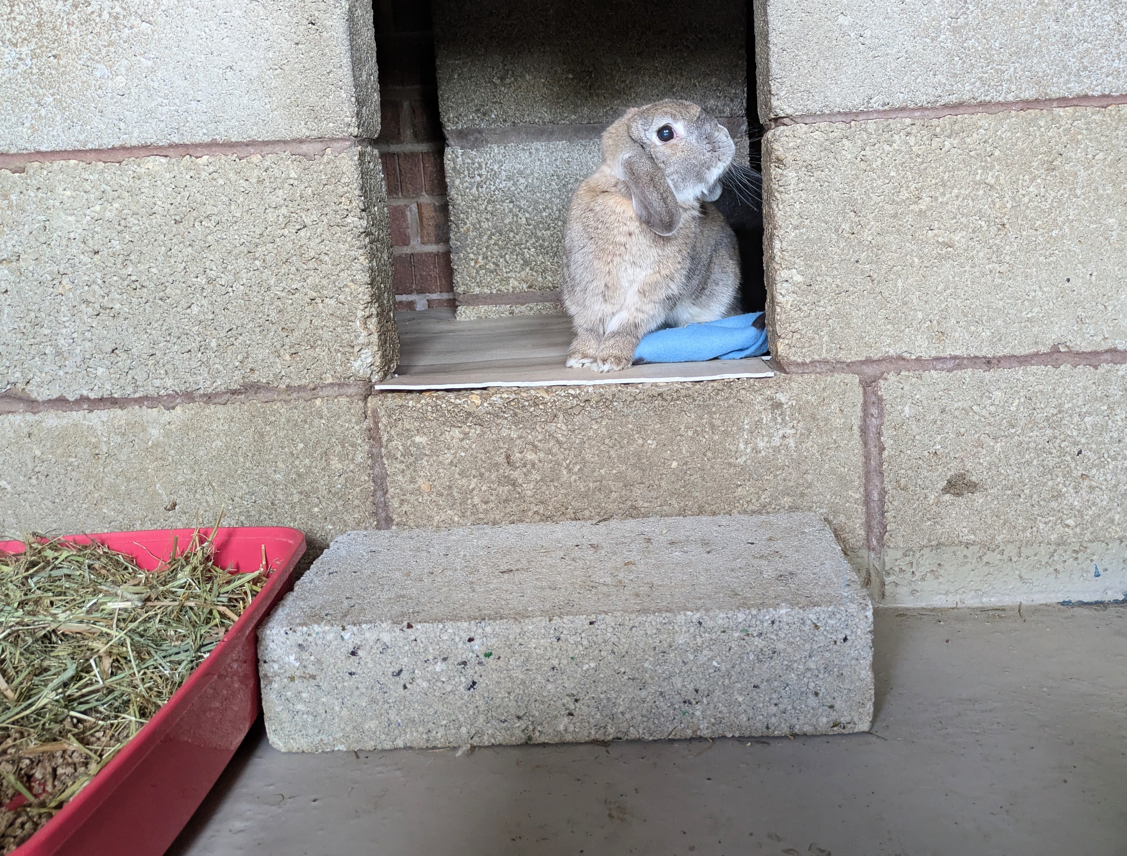 Large rabbit run with multiple levels and hiding places