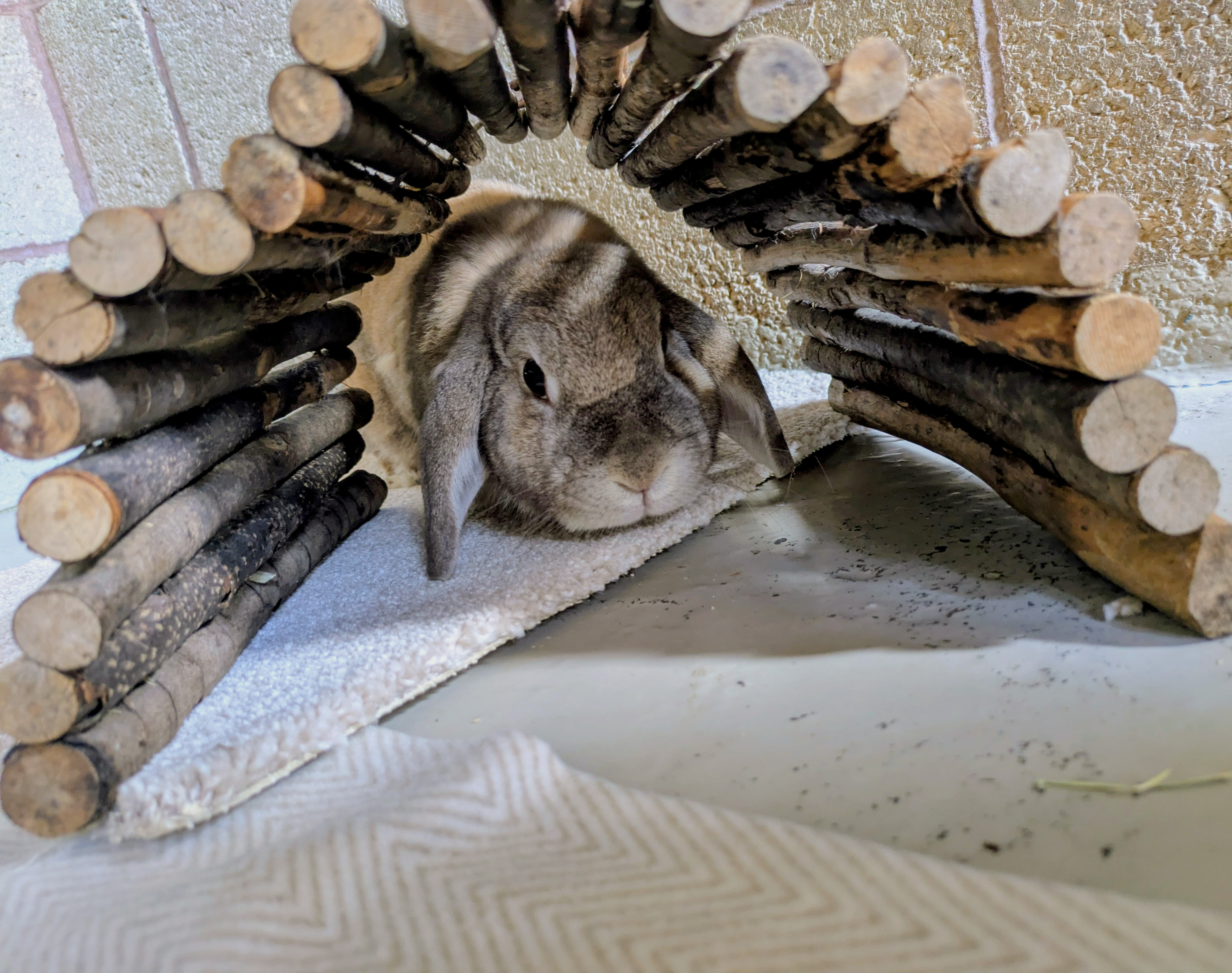 Rabbits enjoying playtime