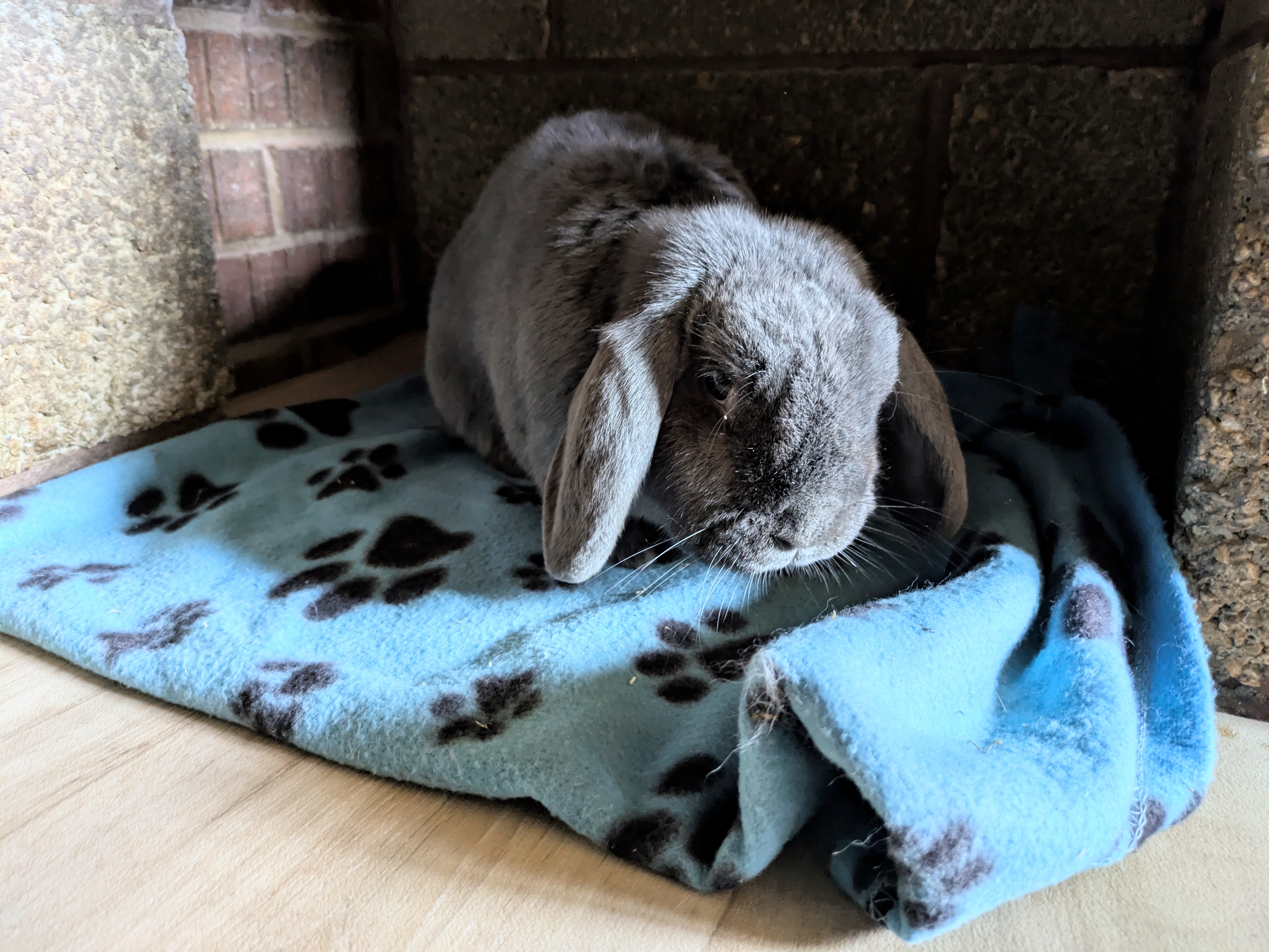 Rabbit relaxing in a cosy hideaway built into the enclosure wall