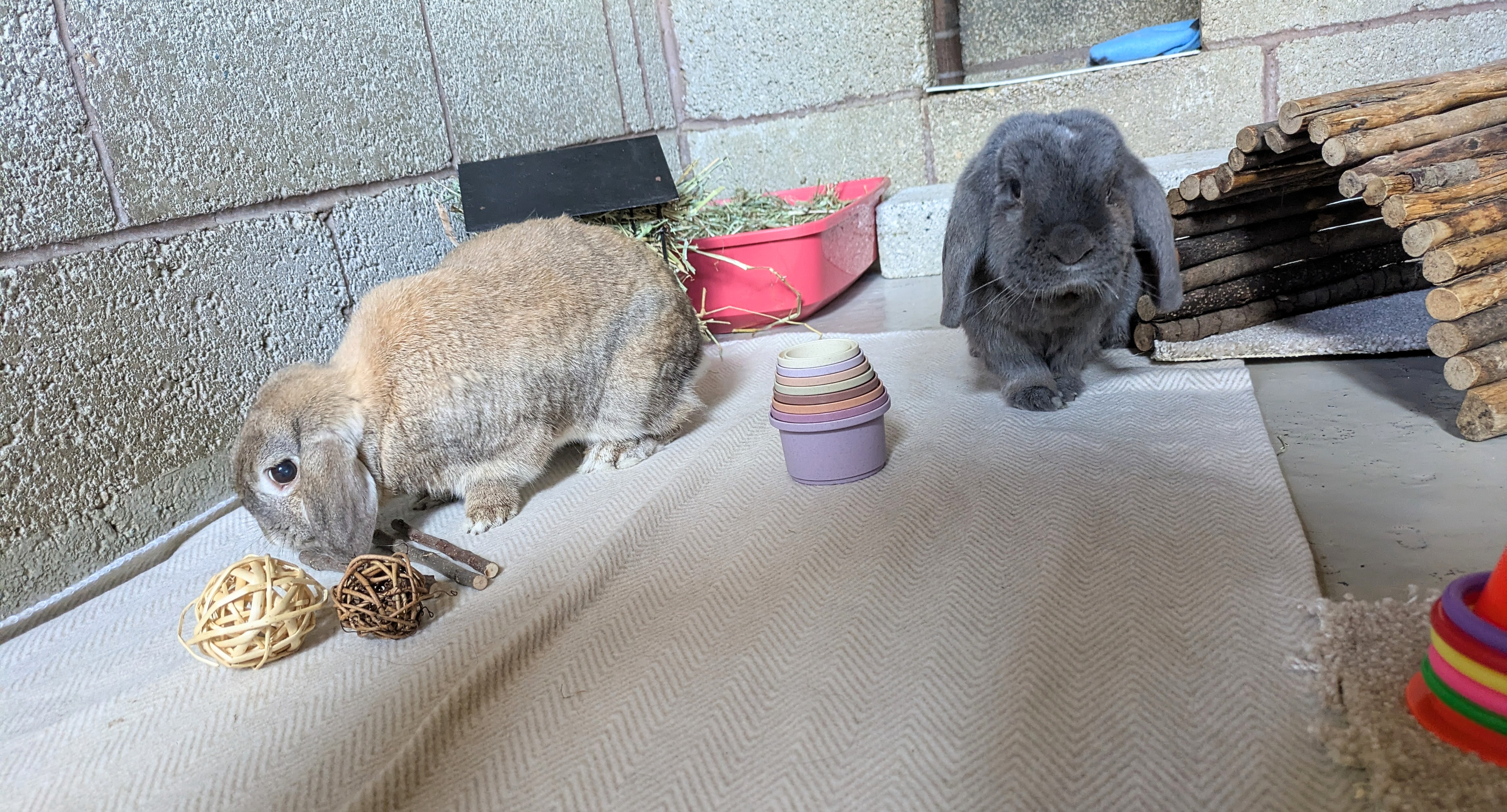 Spacious enclosure interior with toys, hay, and comfortable bedding