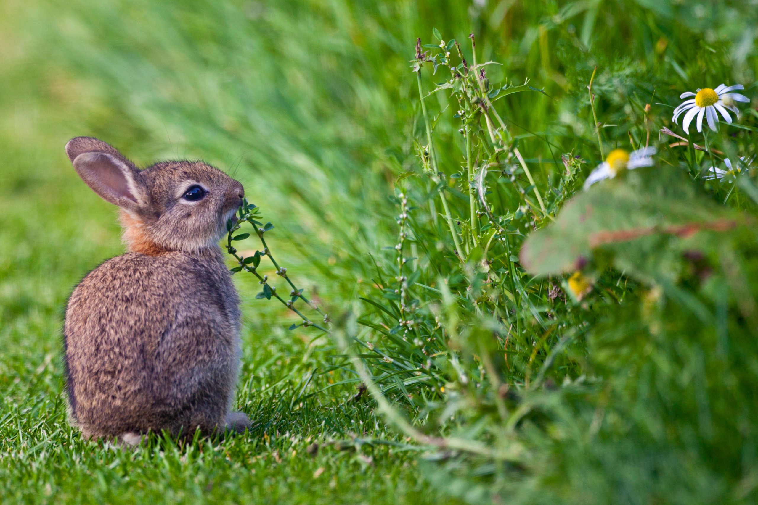 Happy rabbit in countryside setting